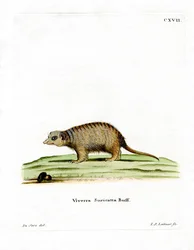 Erdmännchen