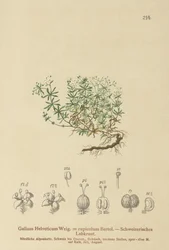 Schweizer Labkraut (Galium helveticum, Galium rupicolum, Galium megalospermum)