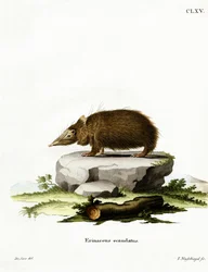 Schwanzloser Tenrek