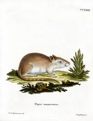 Tamarisken-Rennmaus