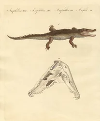 Das Krokodil von St. Domingo