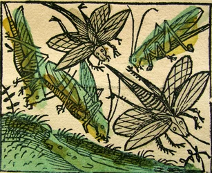 Die Heuschreckenplage, veröffentlicht in der Nürnberger Chronik, 1493
