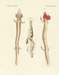Der gewundene Proteus