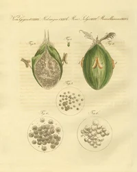 Die Ustilaginomycotina des Weizens