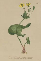 Thora-Hahnenfuß (Ranunculus Thora)