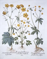 Drei Sorten Butterblume, aus Hortus Eystettensis, von Basil Besler, 1613