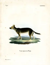 Tibetischer Hund