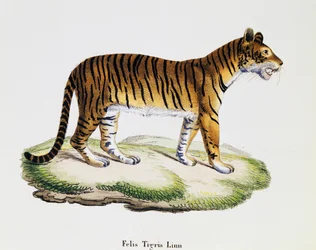 Tiger (Felis tigris), aus 
