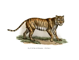 Tiger, 1860