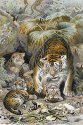 Tiger, Tafel aus "Brehms Tierleben: Allgemeine Kunde des Tierreichs", Bd.1, S.391, veröffentlicht vom Bibliographischen Institut