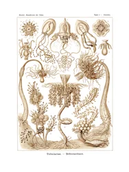 Tubulariae