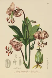 Türkenbund-Lilie (Lilium Martagon)