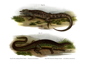 Zweigesichtiger Neusticurus
