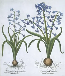 Zwei blaue Hyazinthen, aus Hortus Eystettensis, von Basil Besler, veröffentlicht 1613