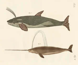 Zwei Arten von Walen