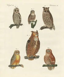 Verschiedene Arten von Eulen