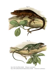 Vinales-Anolis