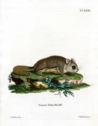Virginisches Flughörnchen
