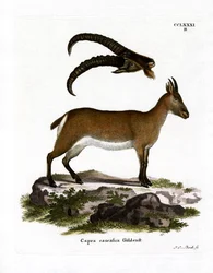 Westkaukasischer Tur