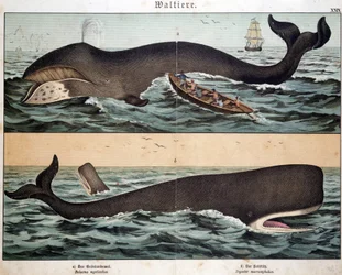 Wal, in „Naturgeschichte der Säugetiere“, hrsg. Schreiber, München