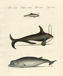 Wale und Delfine