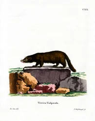 Weißnasen-Nasenbär