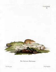 Weißzahnspitzmaus