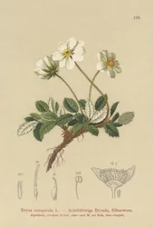 Weiße Dryas