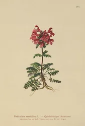 Quirlblättriges Läusekraut (Pedicularis verticillata)
