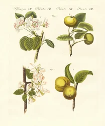 Wilde Obstsorten