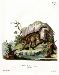 Wildkatze