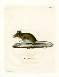 Waldmaus