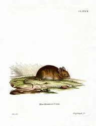 Waldmaus