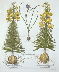 Gelbe Türkenbundlilie mit Zwiebel und Zwerg-Blaue Augenblume, aus Hortus Eystettensis, von Basil Besler (1561-1629), veröffentlicht 1613
