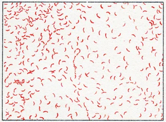 Bakterium Vibrio cholerae, ca. 1890