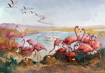 Rosa Flamingos