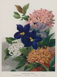 Exacum und Ixoras
