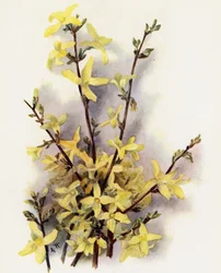 Forsythia Suspensa