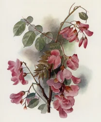 Robinia Hispida