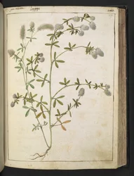 Eine Pflanze mit weißen Blüten, aus 