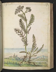 Achillea millefolium: Eine hohe Farnpflanze mit weißen Blüten, aus "Paintings of Flora of the Roman States" von Gherardo Cibo