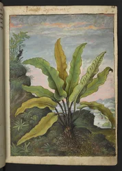Asplenium scolopendrium, aus 