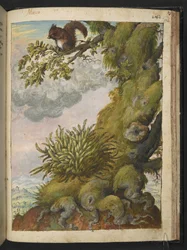 Bryophyt (Moos) und ein Eichhörnchen auf einem Ast, aus "Gemälde der Flora der römischen Staaten" von Gherardo Cibo