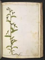 Buglossa, Anchusa azurea (Loddon Royalist), aus 
