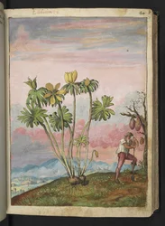 Eranthis hyemalis, aus "Paintings of Flora of the Roman States" von Gherardo Cibo