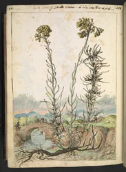 Helichrysum italicum: eine Pflanze mit gelben Knospen, aus 
