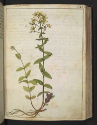 Hypericum perfoliatum, aus 