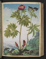 Paeonia officinalis, aus "Paintings of Flora of the Roman States" von Gherardo Cibo