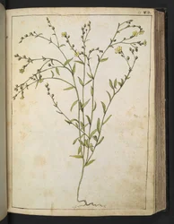 Ranunculus bulbosus: Eine Pflanze mit gelben Blüten, aus 