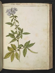 Sanicula, aus "Gemälde der Flora der römischen Staaten" von Gherardo Cibo, Add MS 22333, f126r, ca. 1564-84